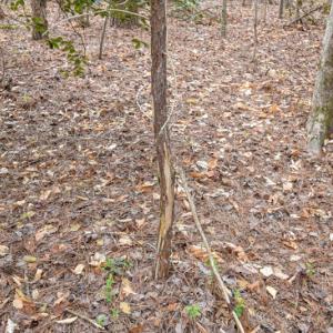 Photo #6 of SOLD property in Off Manning Bridge Rd, Suffolk, VA 7.7 acres