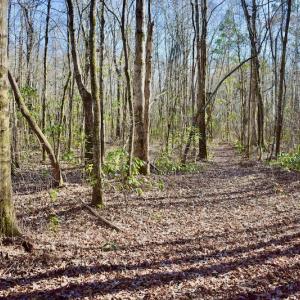Photo #4 of 283 S. Fork creek Road, Columbia, NC 34.0 acres