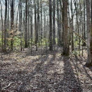 Photo #22 of 283 S. Fork creek Road, Columbia, NC 34.0 acres