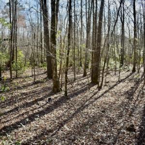 Photo #23 of 283 S. Fork creek Road, Columbia, NC 34.0 acres