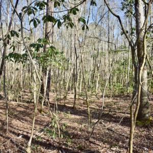 Photo #24 of 283 S. Fork creek Road, Columbia, NC 34.0 acres