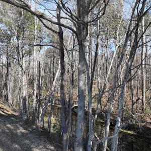 Photo #46 of 283 S. Fork creek Road, Columbia, NC 34.0 acres