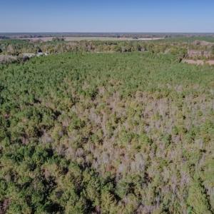 Photo #19 of SOLD property in Off White Lane , Trenton, NC 48.4 acres