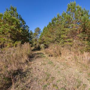 Photo #23 of SOLD property in Off White Lane , Trenton, NC 48.4 acres