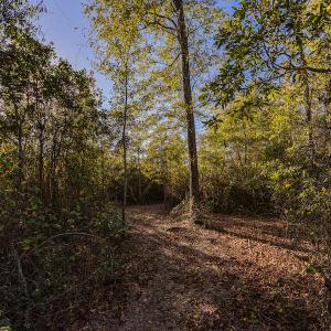 Photo #30 of SOLD property in Off White Lane , Trenton, NC 48.4 acres