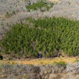 Photo #18 of SOLD property in Off Mace Road, Mebane, NC 19.1 acres