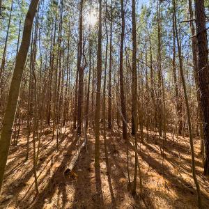Photo #20 of SOLD property in Off Mace Road, Mebane, NC 19.1 acres