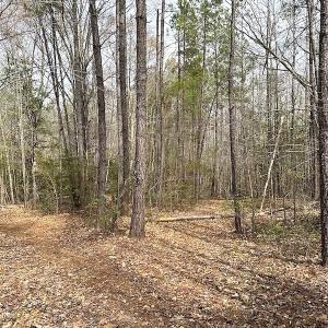 Photo #21 of SOLD property in 13504 Scotts Rd , Dewitt, VA 88.0 acres