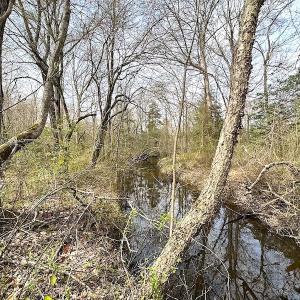 Photo #22 of SOLD property in 13504 Scotts Rd , Dewitt, VA 88.0 acres