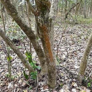 Photo #23 of SOLD property in 13504 Scotts Rd , Dewitt, VA 88.0 acres