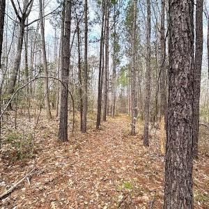 Photo #24 of SOLD property in 13504 Scotts Rd , Dewitt, VA 88.0 acres