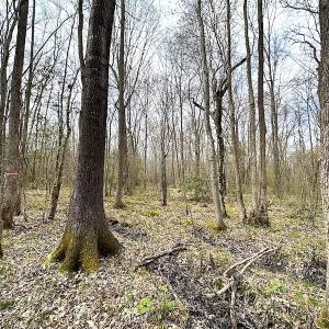 Photo #31 of SOLD property in 13504 Scotts Rd , Dewitt, VA 88.0 acres