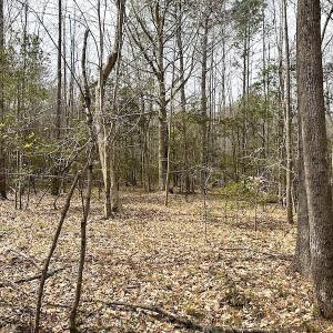 Photo #33 of SOLD property in 13504 Scotts Rd , Dewitt, VA 88.0 acres