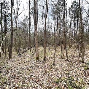 Photo #40 of SOLD property in 13504 Scotts Rd , Dewitt, VA 88.0 acres