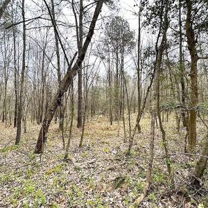 Photo #41 of SOLD property in 13504 Scotts Rd , Dewitt, VA 88.0 acres