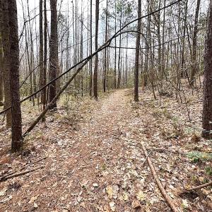 Photo #43 of SOLD property in 13504 Scotts Rd , Dewitt, VA 88.0 acres
