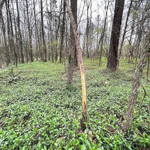 Photo #45 of SOLD property in 13504 Scotts Rd , Dewitt, VA 88.0 acres