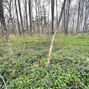Photo #50 of SOLD property in 13504 Scotts Rd , Dewitt, VA 88.0 acres