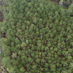 Photo #4 of SOLD property in Off McGowan Rd., Bath, NC 5.9 acres