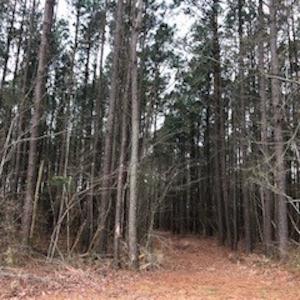 Photo #13 of SOLD property in Off McGowan Rd., Bath, NC 5.9 acres
