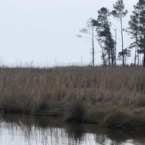 Photo #15 of SOLD property in Off McGowan Rd., Bath, NC 5.9 acres