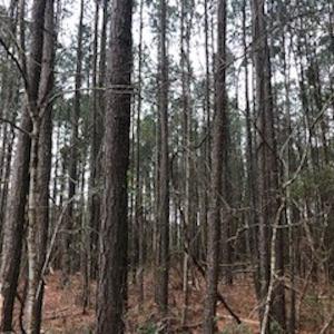 Photo #17 of SOLD property in Off McGowan Rd., Bath, NC 5.9 acres