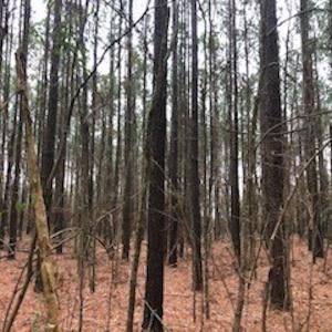Photo #18 of SOLD property in Off McGowan Rd., Bath, NC 5.9 acres