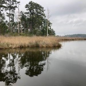 Photo #22 of SOLD property in Off McGowan Rd., Bath, NC 5.9 acres