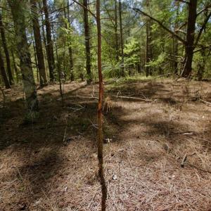 Photo #29 of SOLD property in 388 & 268 Promise Cove Rd, Elizabethtown, NC 40.0 acres