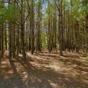 Photo #30 of SOLD property in 388 & 268 Promise Cove Rd, Elizabethtown, NC 40.0 acres