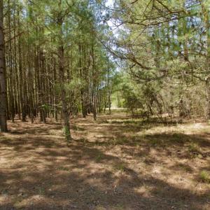 Photo #31 of SOLD property in 388 & 268 Promise Cove Rd, Elizabethtown, NC 40.0 acres