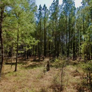 Photo #32 of SOLD property in 388 & 268 Promise Cove Rd, Elizabethtown, NC 40.0 acres