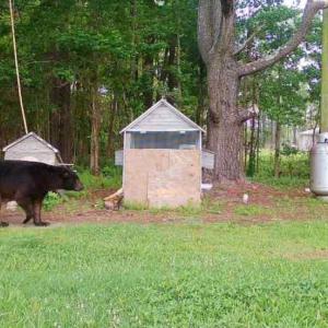 Photo #23 of SOLD property in 105 Vanhorne Road, Columbia, NC 7.4 acres