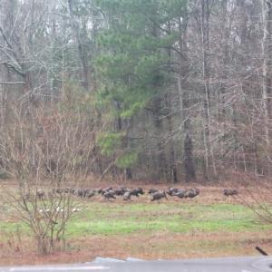 Photo #25 of SOLD property in 105 Vanhorne Road, Columbia, NC 7.4 acres