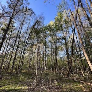Photo #9 of SOLD property in Off May Blvd, Farmville, NC 30.3 acres