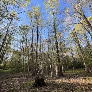 Photo #10 of SOLD property in Off May Blvd, Farmville, NC 30.3 acres