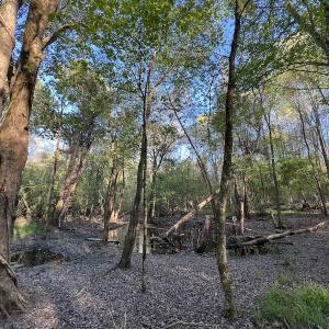 Photo #11 of SOLD property in Off May Blvd, Farmville, NC 30.3 acres