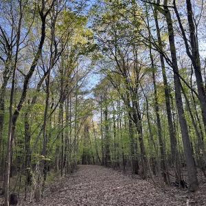 Photo #13 of SOLD property in Off May Blvd, Farmville, NC 30.3 acres