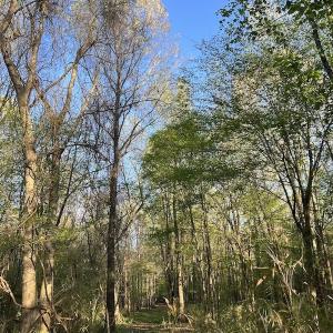 Photo #14 of SOLD property in Off May Blvd, Farmville, NC 30.3 acres
