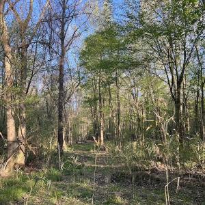 Photo #15 of SOLD property in Off May Blvd, Farmville, NC 30.3 acres
