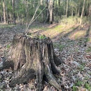 Photo #16 of SOLD property in Off May Blvd, Farmville, NC 30.3 acres