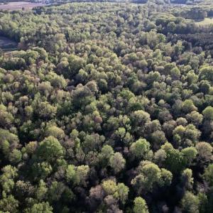Photo #24 of SOLD property in Off May Blvd, Farmville, NC 30.3 acres