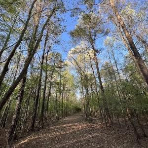Photo #2 of SOLD property in Off May Blvd, Farmville, NC 30.3 acres