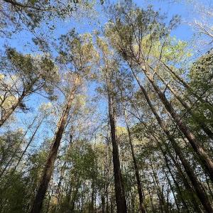 Photo #3 of SOLD property in Off May Blvd, Farmville, NC 30.3 acres