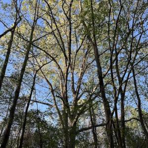 Photo #4 of SOLD property in Off May Blvd, Farmville, NC 30.3 acres