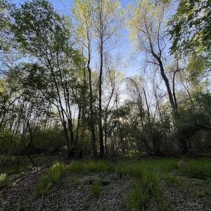 Photo #6 of SOLD property in Off May Blvd, Farmville, NC 30.3 acres