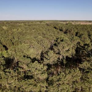 Photo #20 of SOLD property in Off 4th Street , Macclesfield, NC 20.2 acres