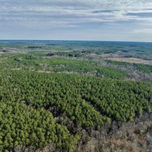Photo #10 of SOLD property in Off Baltimore Church Road , Warrenton, NC 72.5 acres