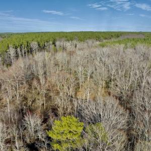 Photo #22 of SOLD property in Off Baltimore Church Road , Warrenton, NC 72.5 acres