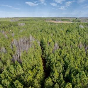 Photo #29 of SOLD property in Off Baltimore Church Road , Warrenton, NC 72.5 acres